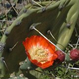 Opuntia quimilo Cruz del Eje Arg ©JL.jpg